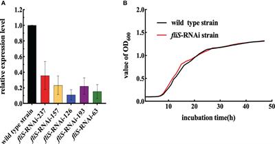 Transcriptomic and metabolomic insights into the role of fliS in the pathogenicity of Pseudomonas plecoglossicida against Epinephelus coioides